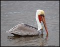 _4SB9600 brown pelican